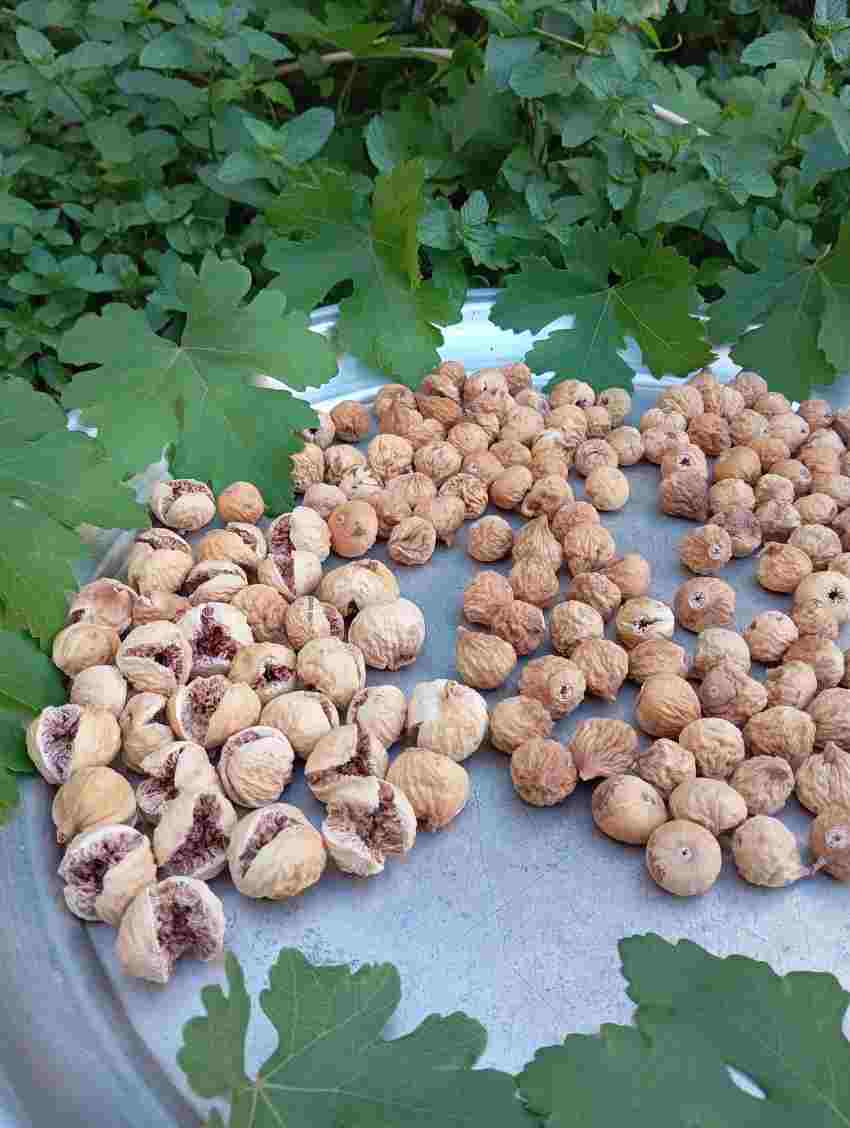 فروش ارزان انجیر خشک + قیمت رقابتی